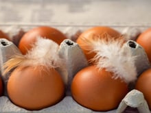 Achou um pelo no ovo? TudoGostoso explica se você deve descartar ou pode consumir o alimento sem risco à saúde