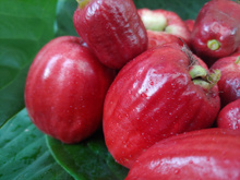 Controla o açúcar no sangue e fortalece a imunidade, ossos e dentes: conheça os benefícios do jambo e como incluir a fruta na sua alimentação