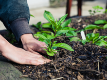 Não tem clima ruim para essas plantas: 7 opções que resistem bem ao calor e ao frio