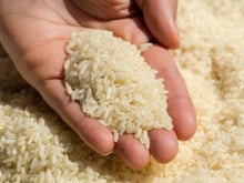 Comece agora a colocar arroz cru na terra do pé de limão e veja a mágica acontecer: meu limoeiro ficou mais vivo e bonito