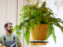 Dica estupenda com bombril para deixar a samambaia bem verde e vistosa: truque de jardineiro