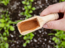 Eu não acreditei quando meu jardineiro me ensinou, mas polvilhar canela em pó na terra das plantas realmente ajuda no crescimento!