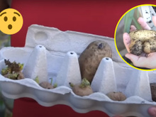 Ah, vai plantar batata... É pra já! Fazer muda de batata-inglesa é muito fácil, você vai precisar de uma caixa de ovo e um lugar escuro