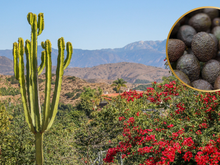 A pequena cidade da Califórnia que se tornou a capital mundial do abacate