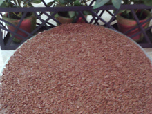 Pavê dos Deuses