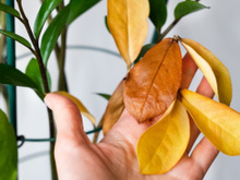 Surgiram folhas amarelas na minha zamioculca e essas dicas salvaram a planta