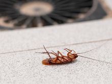 Misturinha caseira com orégano e vinagre branco da vovó é a solução para eliminar as baratas na sua casa