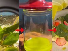 Como usar folhas de limão para fazer um óleo incrível para ser o ingrediente surpresa nas suas receitas