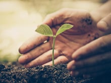 Alimentos replantáveis: quais são e como replantá-los