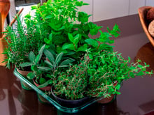 Quem tem varanda precisa conhecer essa erva aromática: ela cresce em vaso e perfuma o ambiente, segundo o TudoGostoso