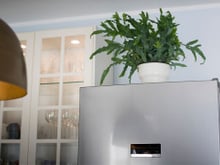 Não é decoração: o que significa colocar uma planta em cima da geladeira, segundo o Feng Shui