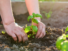 Segundo jardineiros, a planta que repele mosquitos melhor do que a lavanda