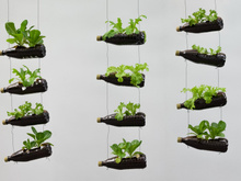 Tenha hortaliças frescas sempre que quiser usando uma garrafa PET para plantá-las, é muito simples!