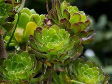 Borrifar álcool em suculentas: para que serve e quando é melhor fazê-lo