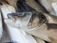 Os pescadores espanhóis concordam: “Esta parte da merluza deve ser removida porque está cheia de parasitas.”