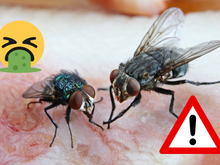 Veja esse vídeo antes de comer algo que uma mosca tenha pousado em cima