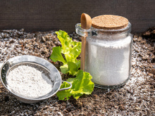 Nem adubo caro faz isso: truque com bicarbonato faz maravilhas nas plantas de casa