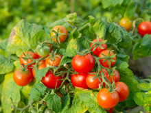 9 em cada 10 jardineiros esquecem deste fertilizante natural que dobra a quantidade de tomates