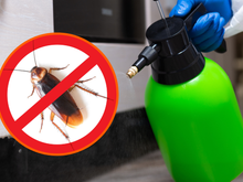 Truque de mãe com 2 ingredientes que você tem em casa eliminam baratas de uma vez por todas!