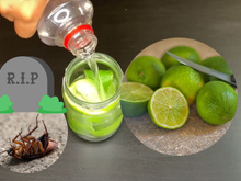 Essa misturinha rápida com limão é o terror das baratas; faça já em sua casa