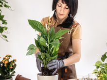 Rinite em alta e você não aguenta mais? Essas 5 plantas vão te ajudar a parar de espirrar rapidinho