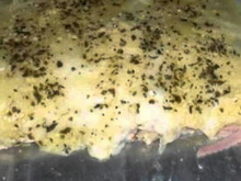 Misto quente gratinado