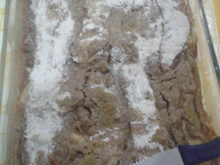 Sobremesa gostosa e rápida de banana d'água