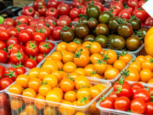 Mistério nas ilhas Galápagos: tomates estão passando por uma espécie de "evolução reversa"