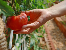 Nunca mais comprei tomate no mercado depois que aprendi que é muito fácil ter em casa (e orgânico!)