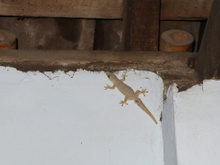 Se lagartixas aparecem o tempo todo na sua casa, a ciência diz que isso não é coincidência