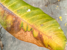 É por isso que as pontas das folhas das suas plantas ficam marrons