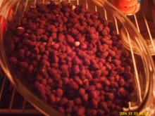 Amendoim crocante de chocolate