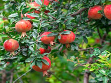 Se você sempre esquece de regar suas plantas, essa árvore frutífera é perfeita para a sua casa: com frutos vermelhos, ela sobrevive semanas de seca!