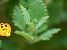 Planta que você pode catar na rua cura doenças de pele: você pode passar a folha direto na área afetada!