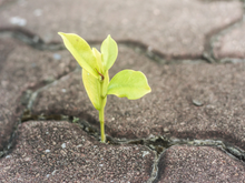 Uma simples folha da calçada pode mudar a vida da sua família e talvez você passe por ela todo dia