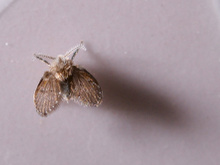 Adeus aos mosquitos de umidade: misturinha caseira com essa planta elimina o inseto da sua casa para sempre