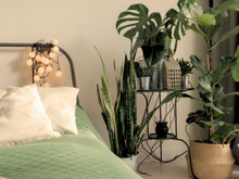 A planta que você nunca imaginaria que deve ser usada no quarto para garantir uma boa noite de sono