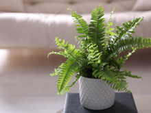 7 plantas domésticas para evitar ter em casa se você sofre de alergias