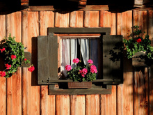 Tenha cuidado com seus gerânios: eles são fáceis de cuidar e florescem por muito tempo, mas há uma coisa que eles não suportam