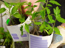 O vegetal que cresce até em caixas de leite e é perfeito para plantar no fim do inverno: você poderá colher em apenas 90 dias