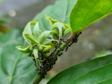 Adeus, formigas nas plantas: aprenda o truque simples com cascas de alho e cravos-da-índia que vão te livrar do problema!