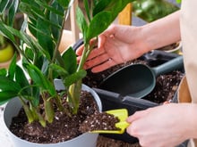 A minha zamioculca quase apodreceu, mas segui as dicas dessa jardineira e salvei a minha primeira planta, ela está linda e plena!