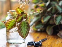 Três plantas de interior que podem viver na água e encher sua casa de verde sem usar terra