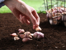 Aprendi como plantar alho em vaso com um dono de chácara muito sábio: "o alho gosta de uma terra bem fofa e porosa e o adubo pode ser..."