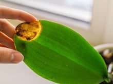 Veja por que a pontinha da folha da sua planta está seca ou queimada (e como resolver o problema!)