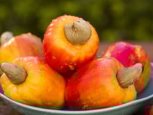 Caju tem proteína? Veja como aproveitar esse benefício pouco conhecido da fruta