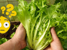 Mantenha seu alface fresco por mais de 30 dias com um truque supersimples