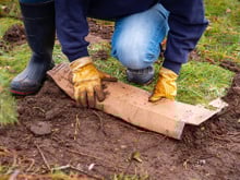 Poucas pessoas sabem, mas usar papelão no jardim é um verdadeiro tesouro para a plantação