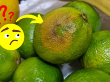 Comer limão quando está muito mole ou com a casca manchada é perigoso?