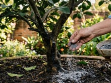 Por que recomendam despejar cinzas no limoeiro? Truque dos jardineiros é simples, mas pode te surpreender